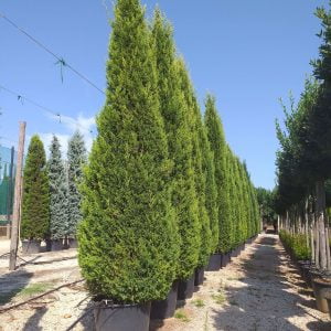 Conifères If Plants