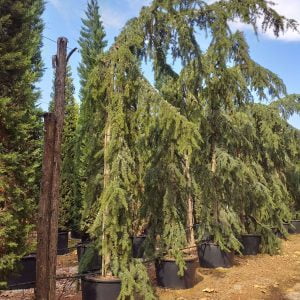 Conifères If Plants