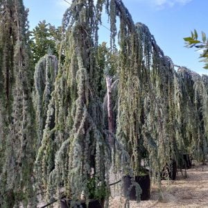 Conifères If Plants