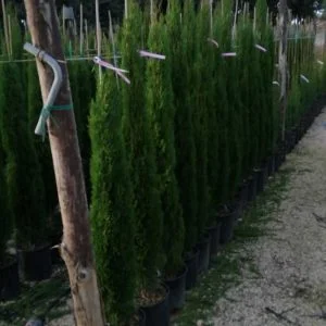 Conifères If Plants