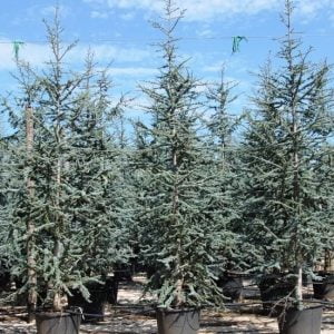 Conifères If Plants