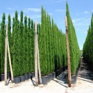 Conifères If Plants