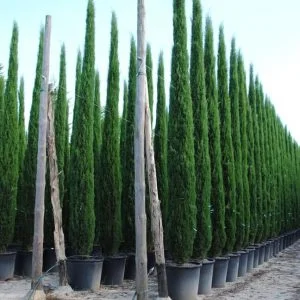 Conifères If Plants