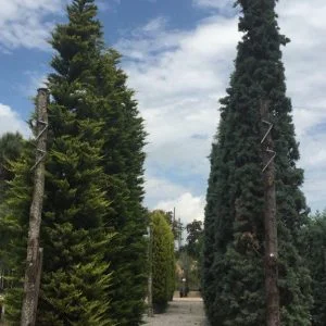 Conifères If Plants