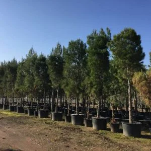 Conifères If Plants