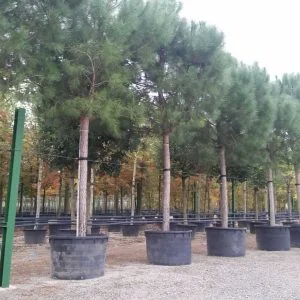 Coníferas If Plants