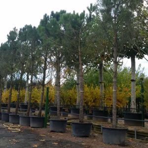 Coníferas If Plants