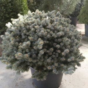 Conifères If Plants