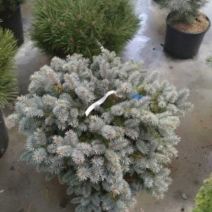 Conifères If Plants