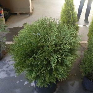 Conifères If Plants