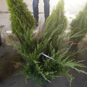 Conifères If Plants