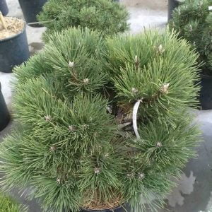 Conifères If Plants