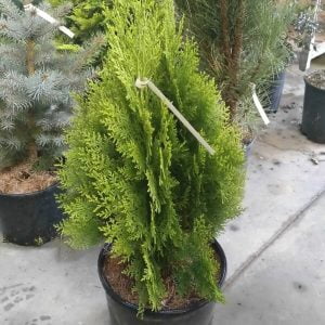 Conifères If Plants