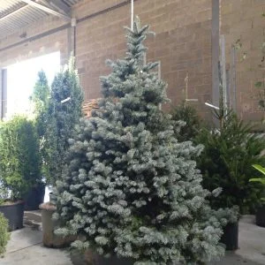 Conifères If Plants