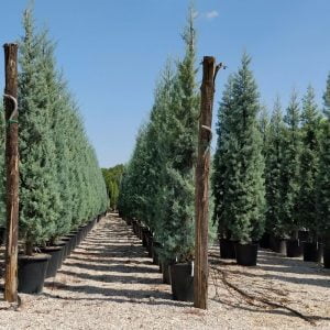 Conifères If Plants