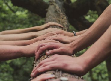 exportateur-plantes-exterieur-ifplants