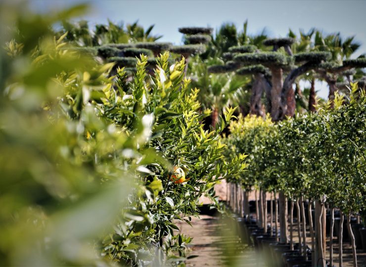 if-plants-AGRUMES-ET-ARBRES-FRUITIERS