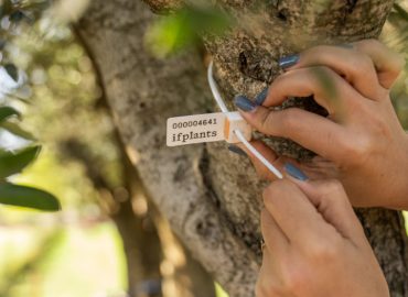 if-plants-LOCALIZATION-RAPIDE