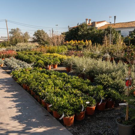 if-plants-clients-grossistes if-plants-clients-grossistes