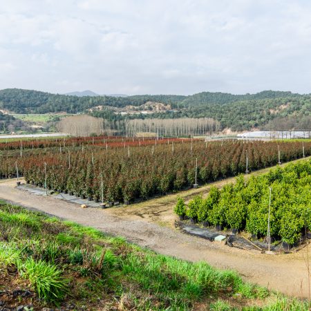 if-plants-clients-nursery if-plants-clients-nursery