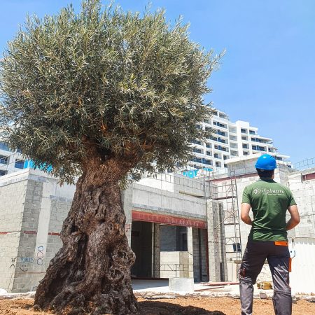 if-plants-clients-paysagiste if-plants-clients-paysagiste