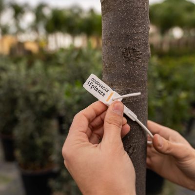 if-plants-garantie-qualite