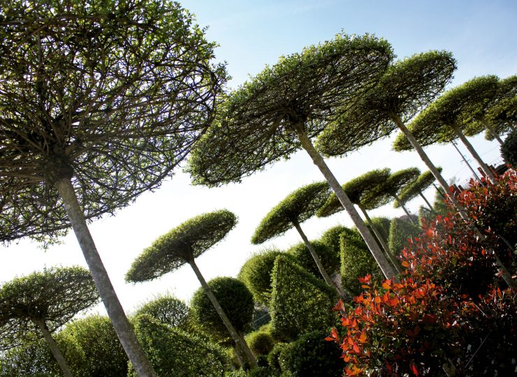 if-plants-TOPIARY-PLANTES-TAILLÉS