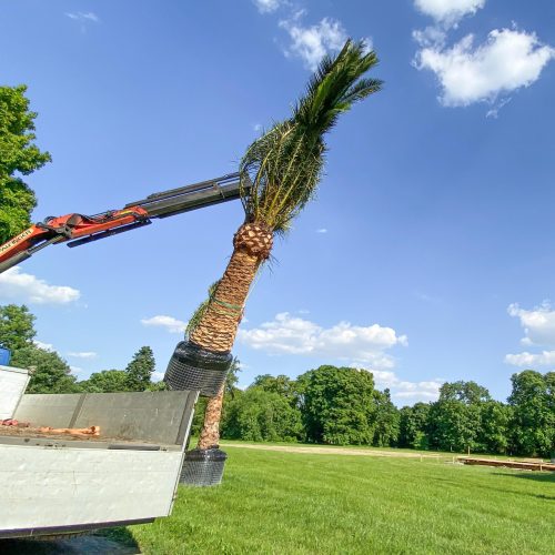 ifplants_projects_moon knight (1)