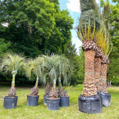 ifplants_projects_moon knight (2)