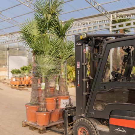 ifplants_projects_pallets (7) ifplants_projects_pallets (7)