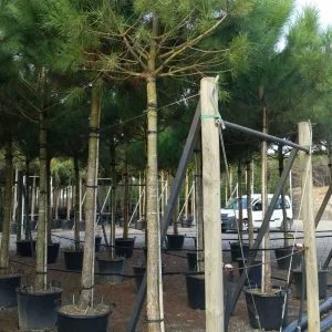 Conifères If Plants