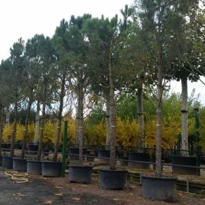 Conifères If Plants