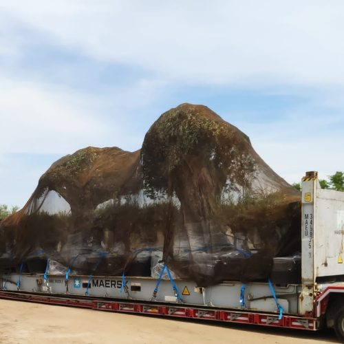 Shipping plants in Flat rack container 5